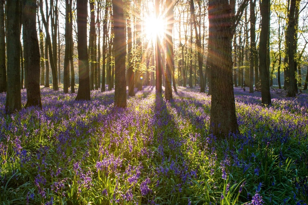 Free spring day image An image of sunlight filtering through trees in a woodland and landing on purple wildflowers.